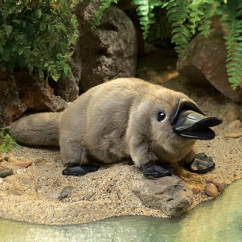 newborn platypus